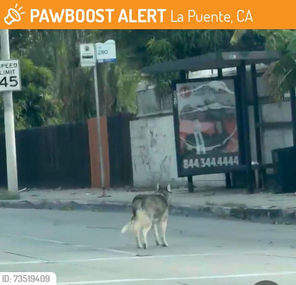 Found/Stray Unknown Dog last seen Gemini, La Puente, CA 91744