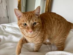 Reunited Male Cat last seen Scio Church Road & Knight Road, Ann Arbor, MI 48103