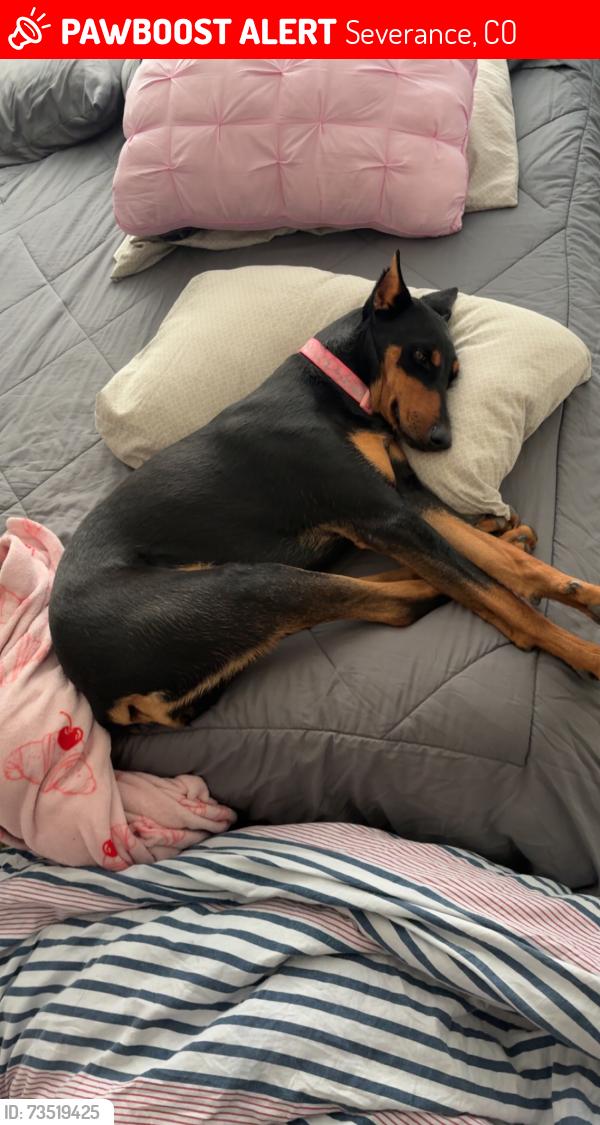 Lost Female Dog last seen Audubon and ponderosa, Severance, CO 80550