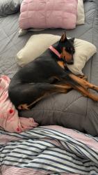 Lost Female Dog last seen Audubon and ponderosa, Severance, CO 80550