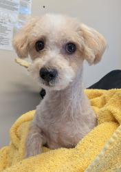 Shelter Stray Male Dog last seen Near Sandalwood Drive, El Cajon, CA, 92021, El Cajon, CA 92020, USA