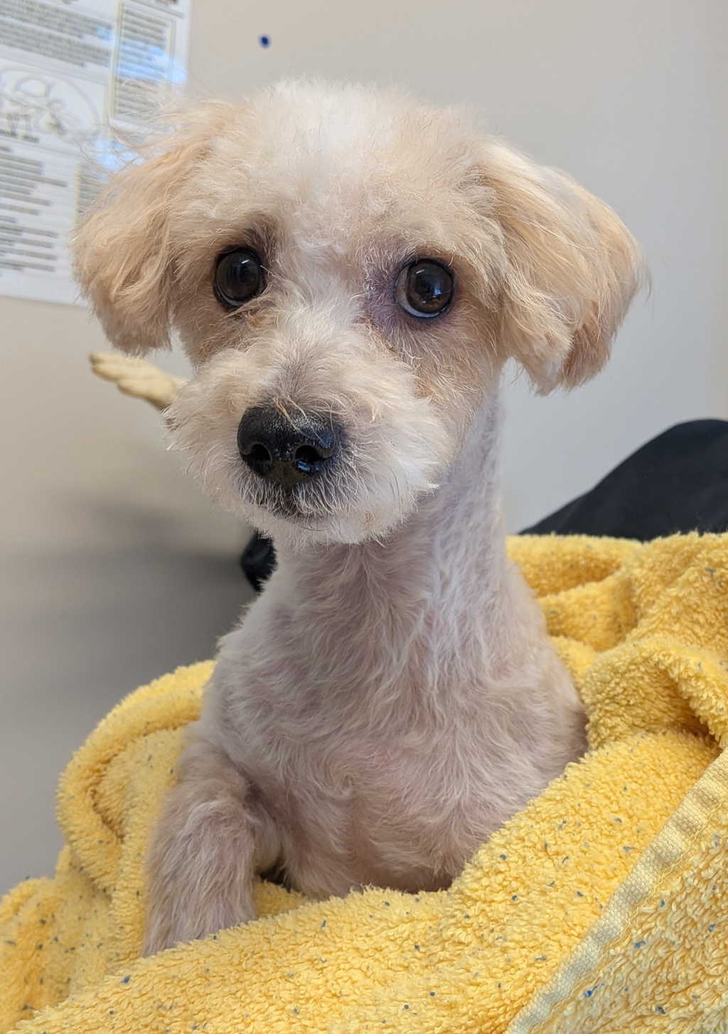 Shelter Stray Male Dog last seen Near Sandalwood Drive, El Cajon, CA, 92021, El Cajon, CA 92020, USA