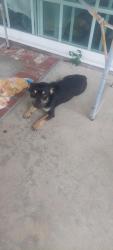 Found/Stray Male Dog last seen Santa Clara and Mantle, Santa Ana, CA 92701