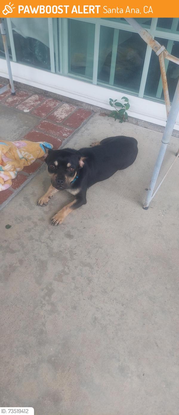 Found/Stray Male Dog last seen Santa Clara and Mantle, Santa Ana, CA 92701