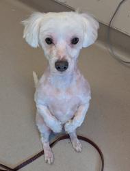 Shelter Stray Male Dog last seen Near Sandalwood Drive, El Cajon, CA, 92021, El Cajon, CA 92020, USA