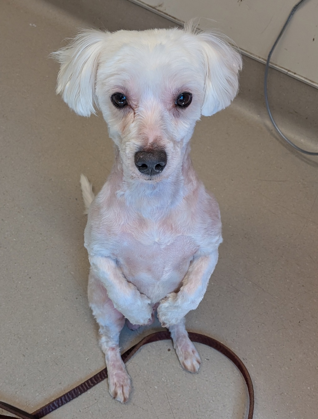 Shelter Stray Male Dog last seen Near Sandalwood Drive, El Cajon, CA, 92021, El Cajon, CA 92020, USA