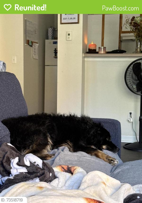Reunited Male Dog last seen Us 36, Avon, IN 46123