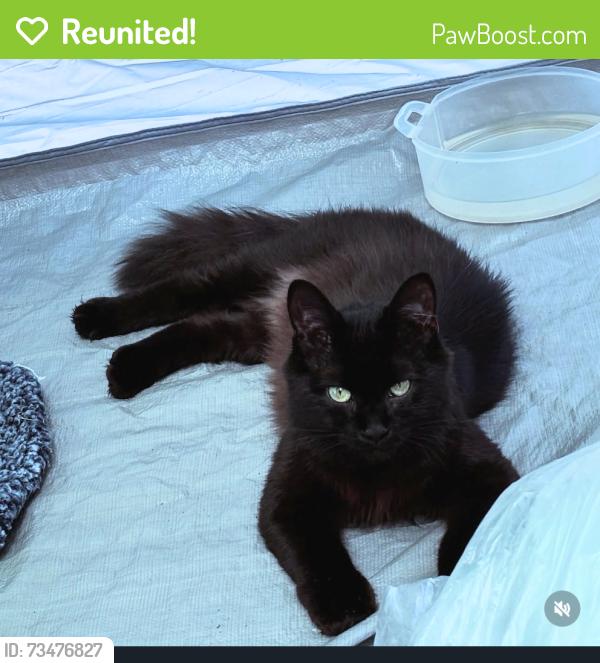 Reunited Female Cat last seen At The Edge apmts by Sheetz, Greensboro, NC 27403