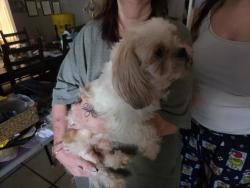 Reunited Male Dog last seen Bridgepoint Ln & Bridgemont Ln, Spring, TX 77388
