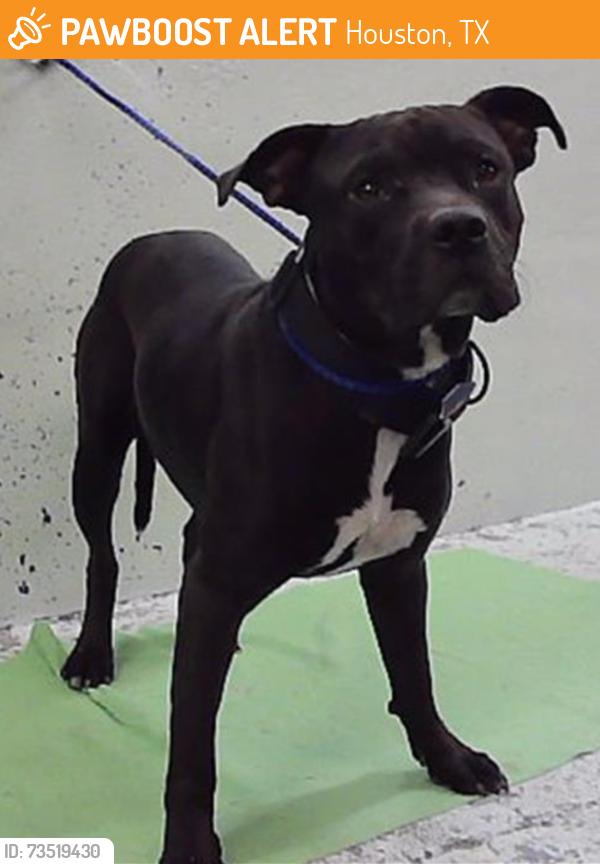 Found/Stray Male Dog last seen Avenue J-77012, Houston, TX 77012