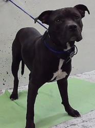 Found/Stray Male Dog last seen Avenue J-77012, Houston, TX 77012