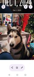 Reunited Male Dog last seen Harris Ave, NW 8th street, Oklahoma City, OK 73107