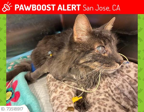 Lost Male Cat last seen Alma and Minnesota, San Jose, CA 95125