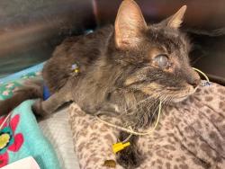 Lost Male Cat last seen Alma and Minnesota, San Jose, CA 95125