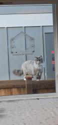 Reunited Female Cat last seen Near 5th Ave NW Seattle WA 98107, Seattle, WA 98107