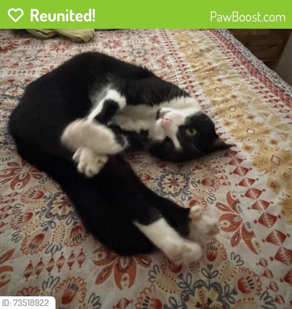 Reunited Female Cat last seen Silver gate, San Diego, CA 92106