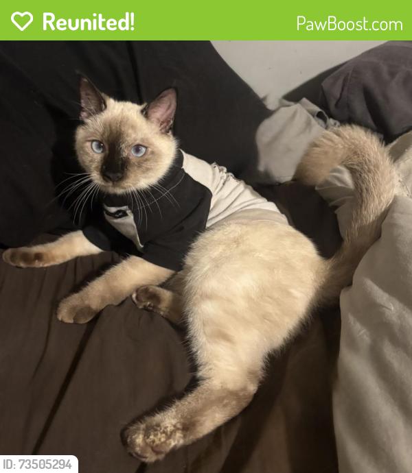 Reunited Female Cat last seen Hickory hammock Baptist church, Milton, FL 32583