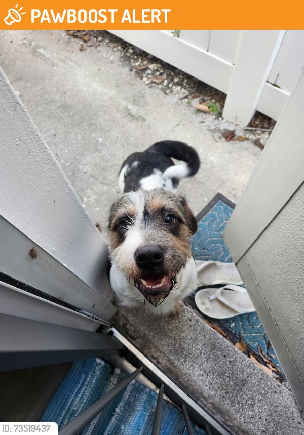 Found/Stray Male Dog last seen Bougainvilla Dr/Washingtonia, Lauderdale-by-the-Sea, FL 33308
