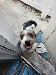 Found/Stray Male Dog last seen Bougainvilla Dr/Washingtonia, Lauderdale-by-the-Sea, FL 33308