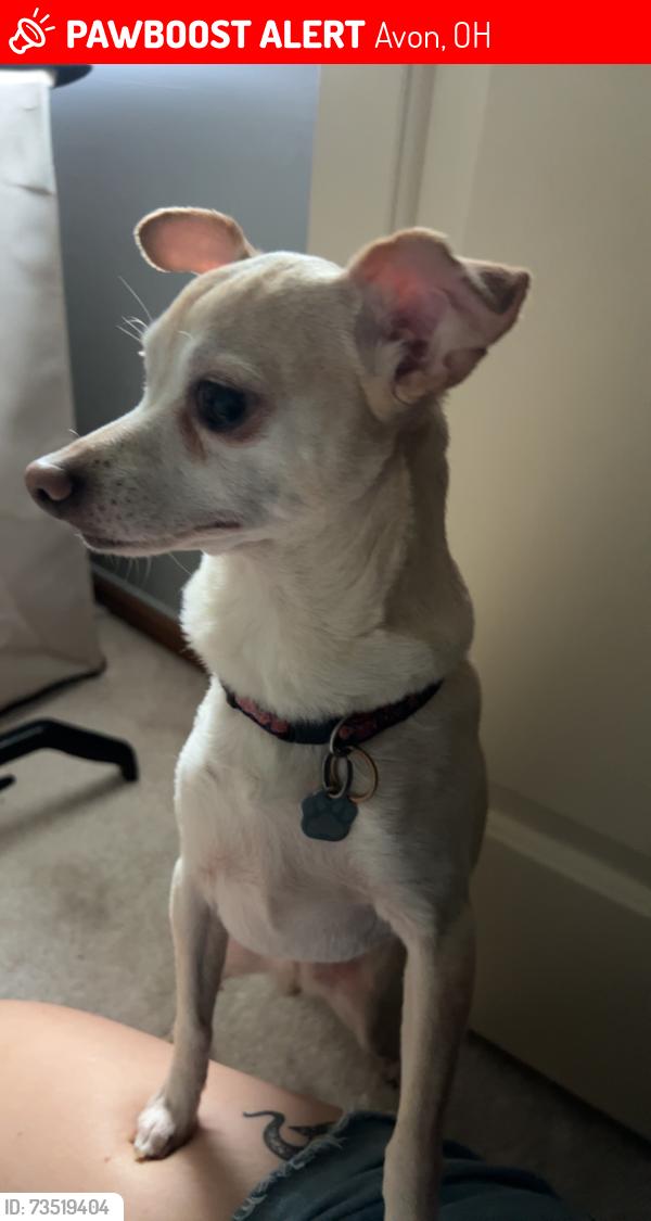 Lost Female Dog last seen Schwartz Park, Avon, OH 44011