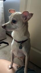 Lost Female Dog last seen Schwartz Park, Avon, OH 44011