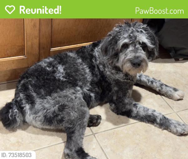 Reunited Male Dog last seen Windcrest Ct. & Willow Lake Dr., Pearland, TX 77581