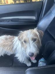 Found/Stray Unknown Dog last seen At Augustine, Deer Park, TX 77536
