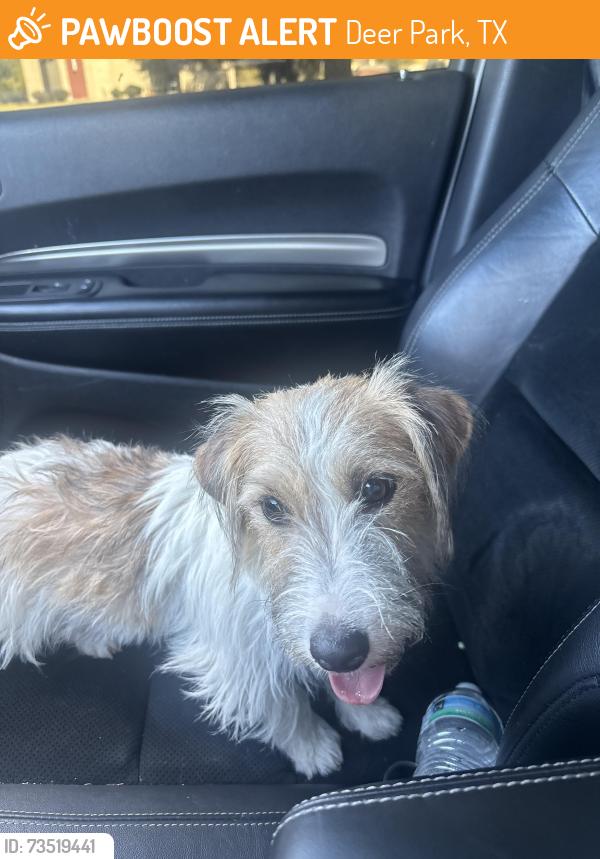 Found/Stray Unknown Dog last seen At Augustine, Deer Park, TX 77536