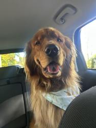 Reunited Male Dog last seen Robinson road, bear Reeds Lake, East Grand Rapids, MI 49506
