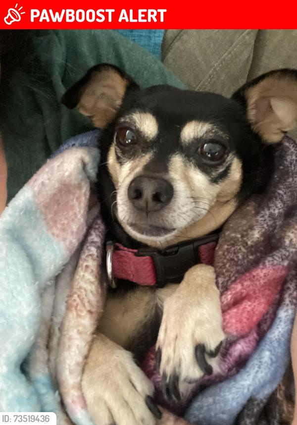 Lost Female Dog last seen Skyline Village, South San Francisco, CA 94080