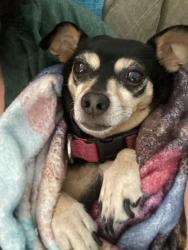 Lost Female Dog last seen Skyline Village, South San Francisco, CA 94080