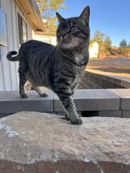 Lost Male Cat last seen Green valley and Lexi way, El Dorado Hills, CA 95762