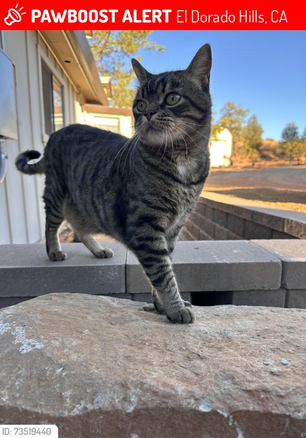 Lost Male Cat last seen Green valley and Lexi way, El Dorado Hills, CA 95762