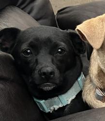 Reunited Female Dog last seen Eastlake Trails, Chula Vista, CA 91915