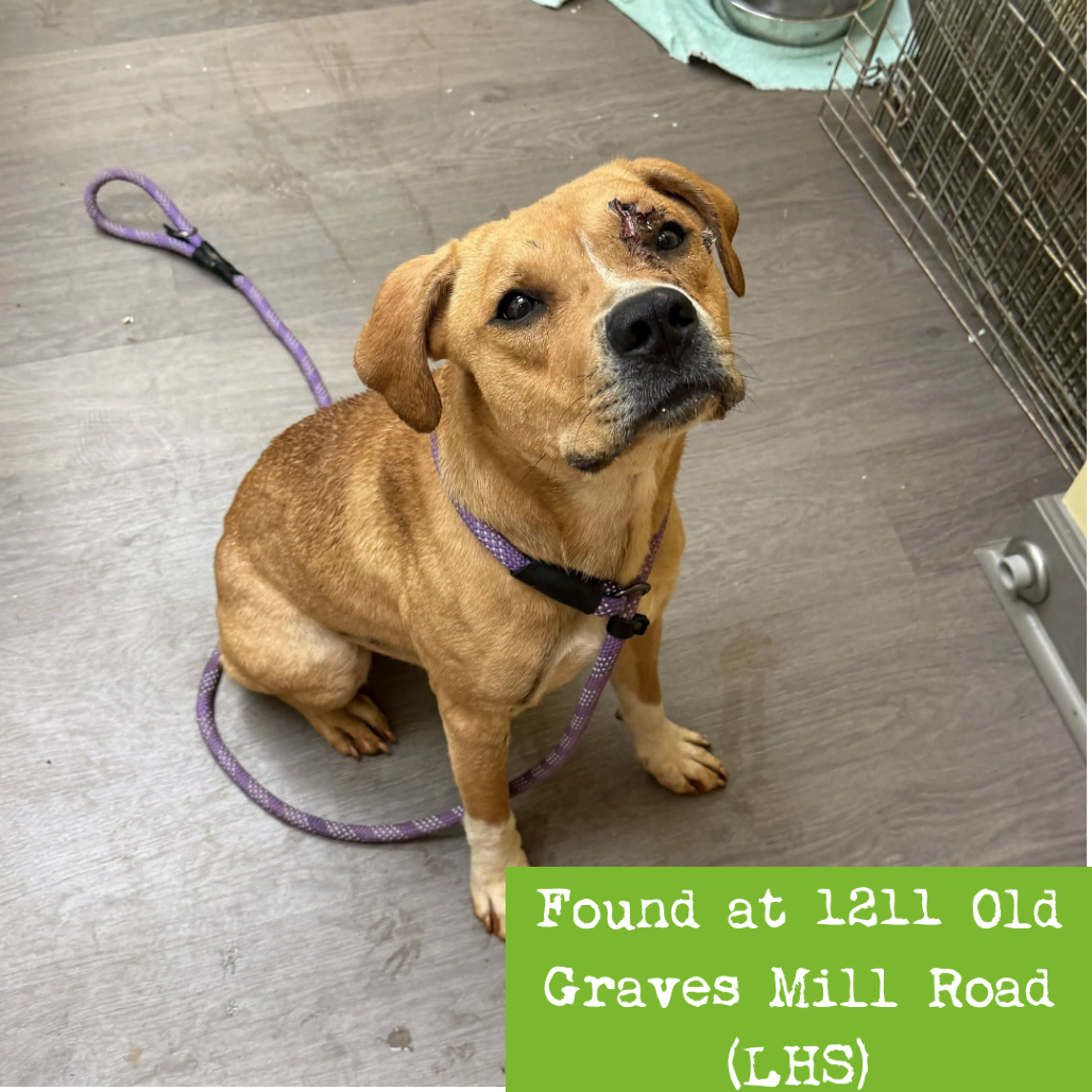 Shelter Stray Female Dog last seen , 1211 Old Graves Mill Rd, Lynchburg, VA 24502, USA