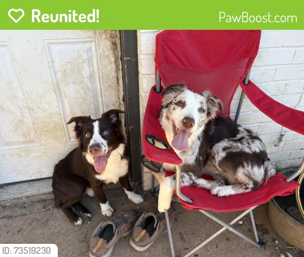 Reunited Male Dog last seen Near Berry dr, Cleburne, TX 76033
