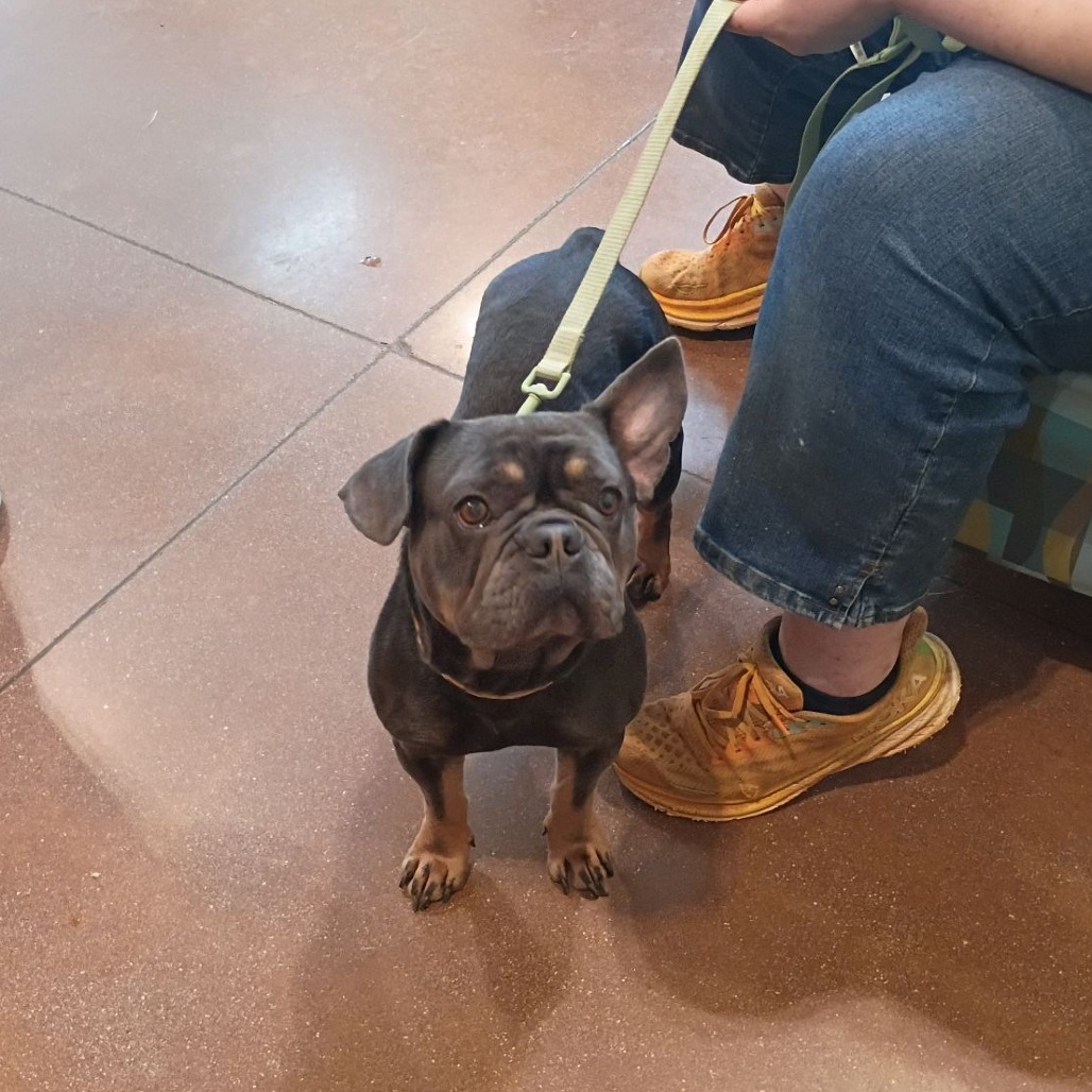 Shelter Stray Male Dog last seen , 1211 Old Graves Mill Rd, Lynchburg, VA 24502, USA