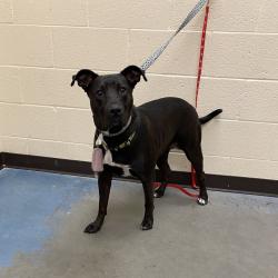 Shelter Stray Female Dog last seen , 2350 Appling City Cove, Memphis, TN 38133, USA