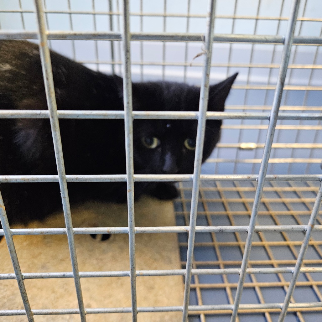 Shelter Stray Unknown Cat last seen , 980 Guilford College Rd, Greensboro, NC 27409, USA