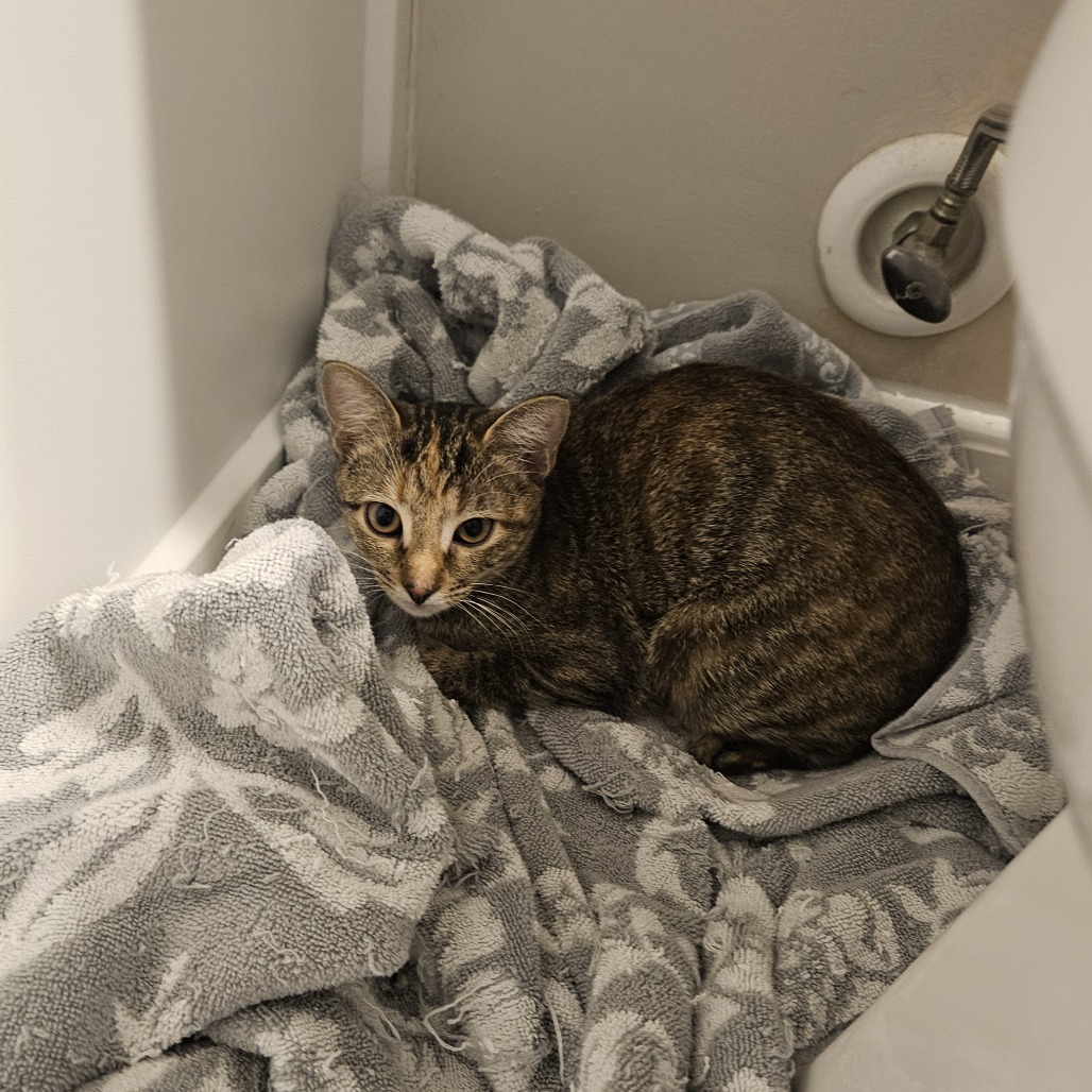 Shelter Stray Unknown Cat last seen , 980 Guilford College Rd, Greensboro, NC 27409, USA