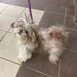 Shelter Stray Male Dog last seen , 4900 Milgen Rd, Columbus, GA 31907, USA