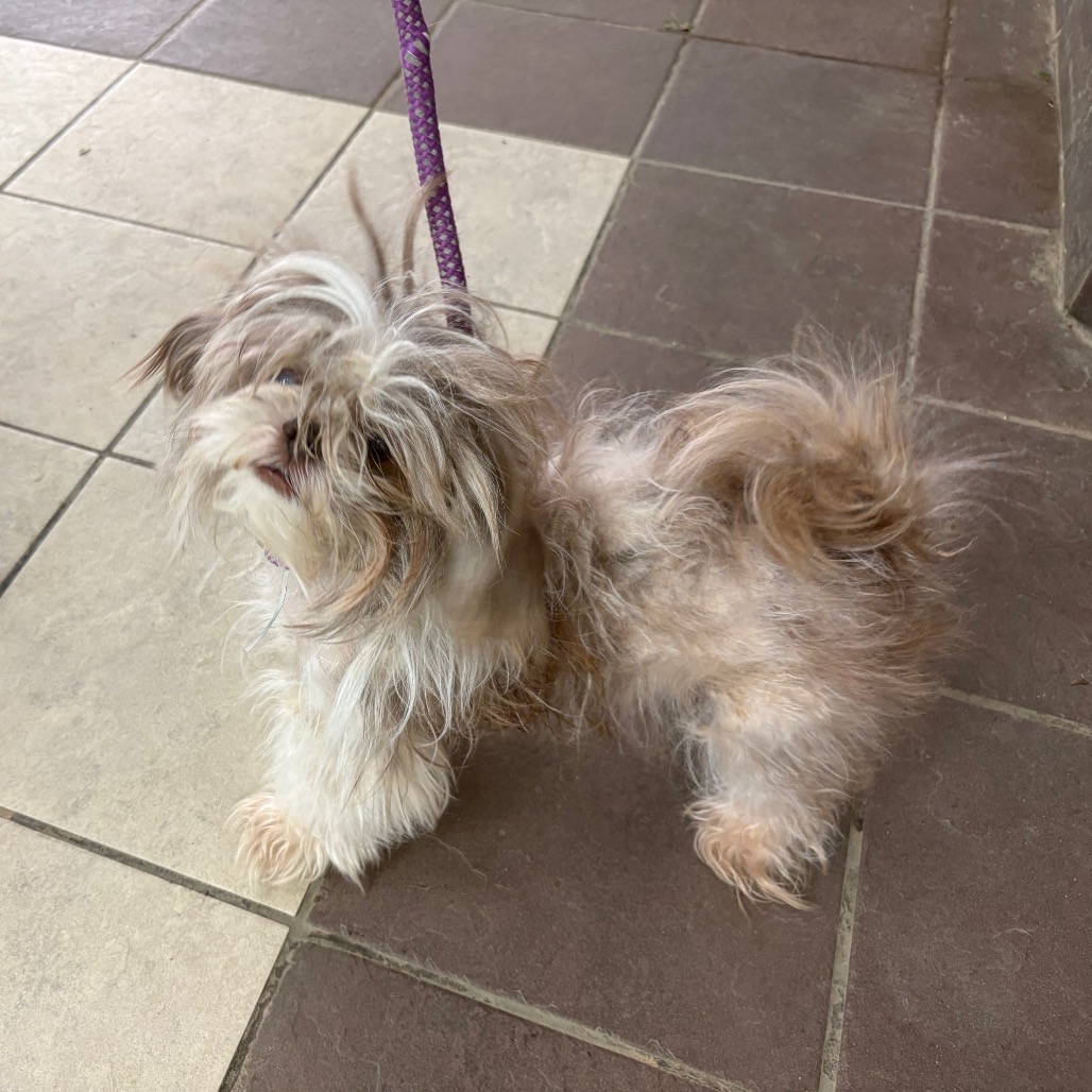 Shelter Stray Male Dog last seen , 4900 Milgen Rd, Columbus, GA 31907, USA