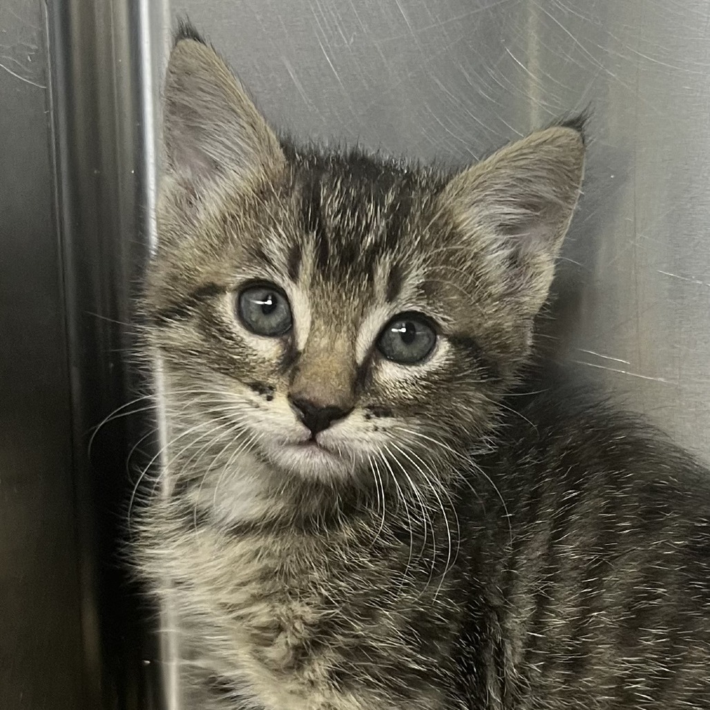 Shelter Stray Male Cat last seen , 4575 E Mesquite Ave, Palm Springs, CA 92264, USA