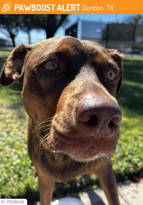 Found/Stray Female Dog last seen At the Rec Center and Tennis court, Denton, TX 76207