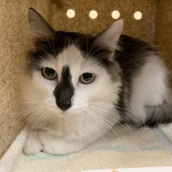 Shelter Stray Female Cat last seen , 361 S Raymond Ave, Pasadena, CA 91105, USA