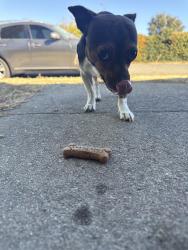 Found/Stray Male Dog last seen First street Elementary, Lincoln, CA 95648