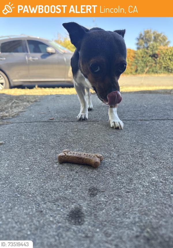Found/Stray Male Dog last seen First street Elementary, Lincoln, CA 95648