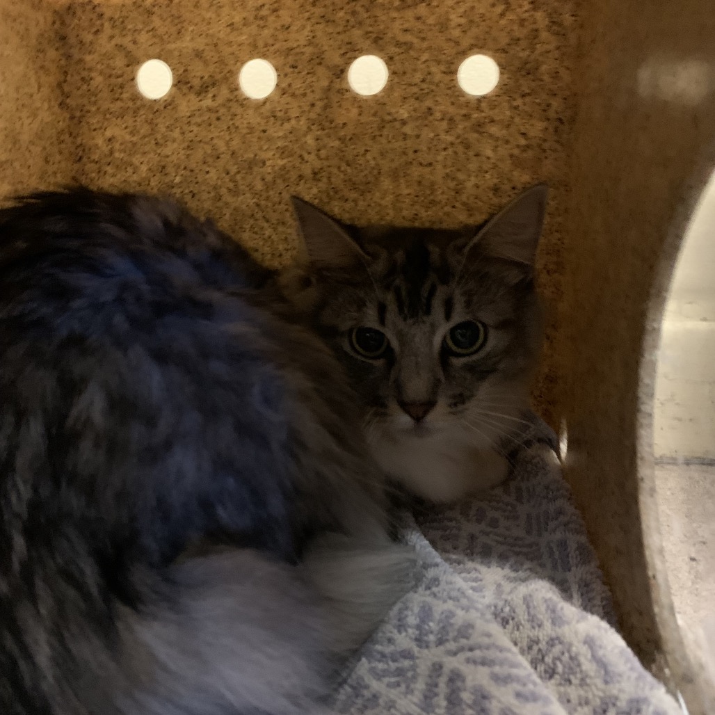 Shelter Stray Female Cat last seen , 361 S Raymond Ave, Pasadena, CA 91105, USA