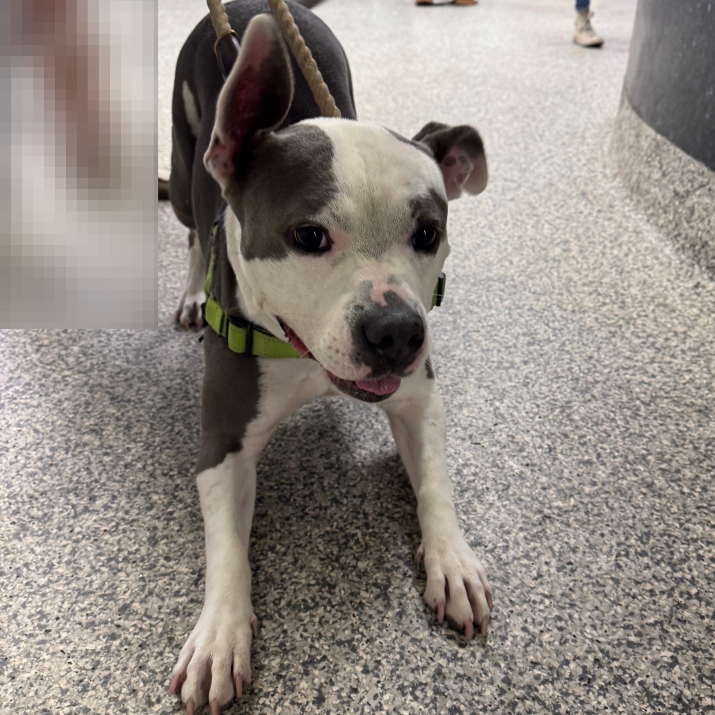 Shelter Stray Female Dog last seen , 244 Georgetown Rd, Jacksonville, NC 28540, USA