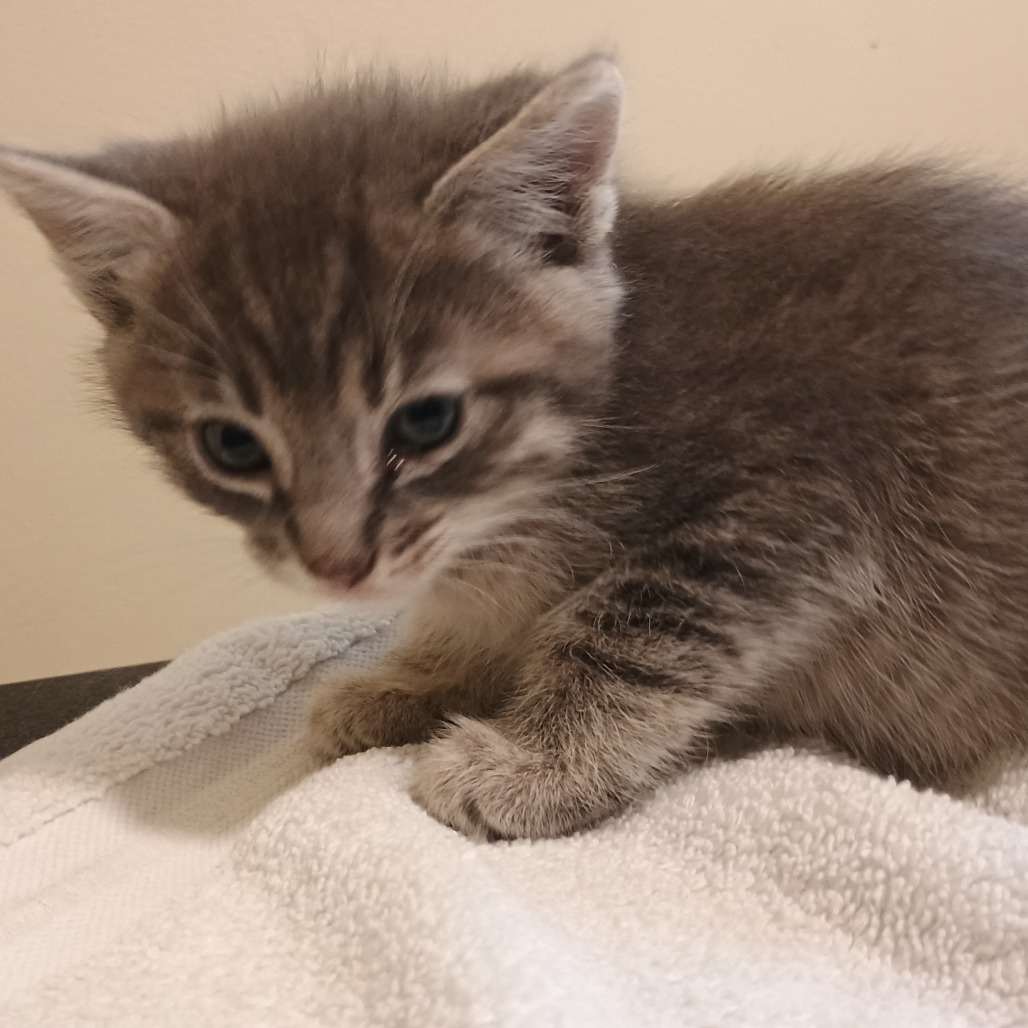 Shelter Stray Male Cat last seen , 361 S Raymond Ave, Pasadena, CA 91105, USA
